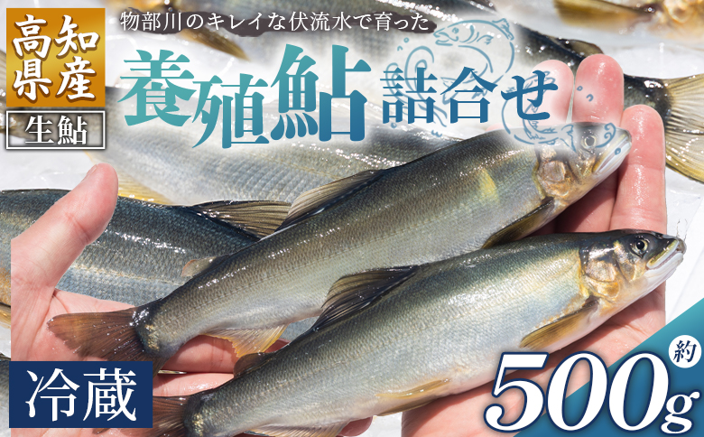 【冷蔵】鮎 500g 生鮎 先行受付 高知県産 物部川のキレイな伏流水で育った 養殖鮎 詰合せ カネミツ養鮎 - 国産 アユ あゆ 魚 魚介 海鮮 養殖 川魚 塩焼き 炊き込みご飯 鮎飯 カネミツ養鮎