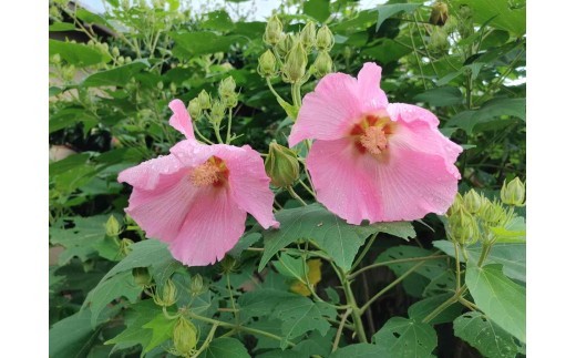 【7-11　岩川芙蓉会】
夜空に消えた青春　沖縄出撃　～史実の継承を～