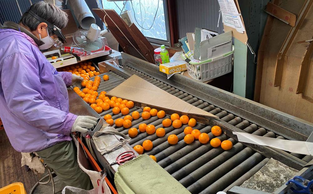 年内発送 完熟早生 有田みかん 化粧箱 特秀 小玉 SS サイズ 54玉入 和歌山 南泰園 みかん