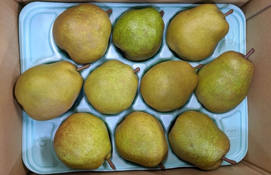 
                  西洋梨（ラ・フランス）３ｋｇ　ご家庭用　0011-2604
                