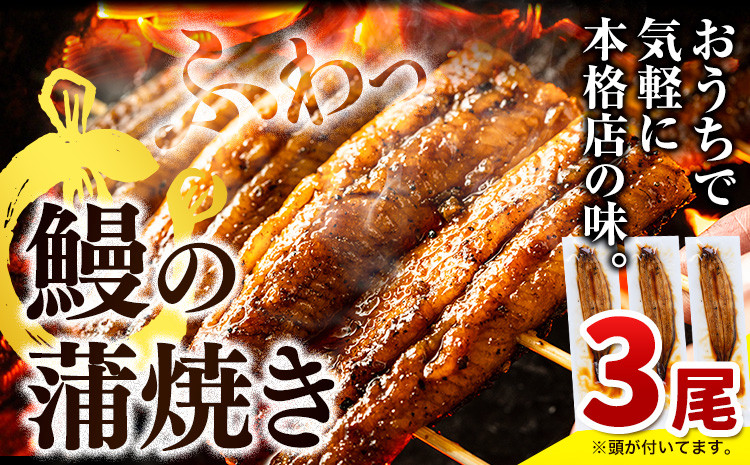 
鰻の蒲焼き 計3尾 合計495g以上 《出荷時期をお選びください》うなぎ 手焼きうなぎうなぎ 鰻 ウナギ 国産 徳島県産 選べる うなぎの蒲焼 蒲焼 蒲焼き たれ ひつまぶし 高級 丑の日 贈り物 ギフト お歳暮 送料無料 徳島県 上板町
