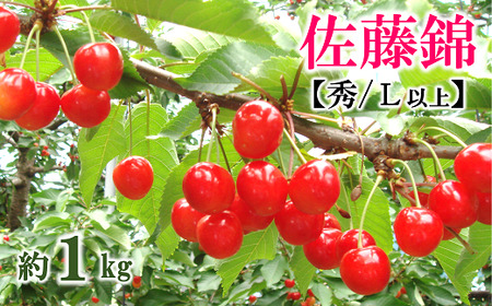 【令和7年産先行予約】 さくらんぼ 「佐藤錦」 約1kg (約500g×2パック 秀 L以上) バラ詰め 《令和7年6月中旬～発送》 『マルタニ農園』 小分け サクランボ 山形県 南陽市 [1217]