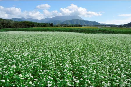 MS-53　玄そばを石臼で挽いた大山そば（半生麺）