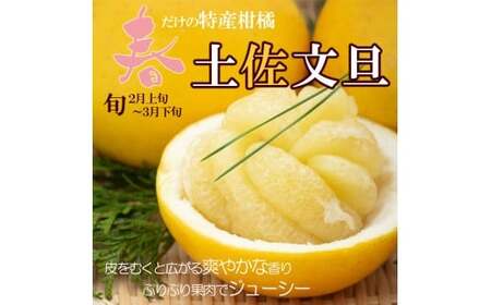 【先行予約】【訳あり】土佐文旦 大玉 訳あり 約10kg（3Lから2Lいずれかのサイズ）〈2027年2月中旬から3月下旬頃発送〉高知県土佐市 【株式会社SHIRAKI】 [BQAI058]
