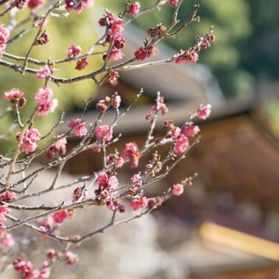 ふるさと納税 太宰府市 【廃棄梅からできたサスティナブルフレグランス】9KOS Candle Ume & Cedarwood |  | 01