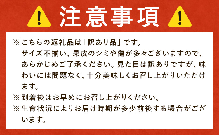 みかん 訳あり 柑橘 極早生 極早生みかん 手選別 2S-2Lサイズ混合 10kg 森本農園《10月上旬-11月上旬頃出荷》和歌山県 日高町 柑橘類 フルーツ わけあり ミカン お取り寄せフルーツ【配