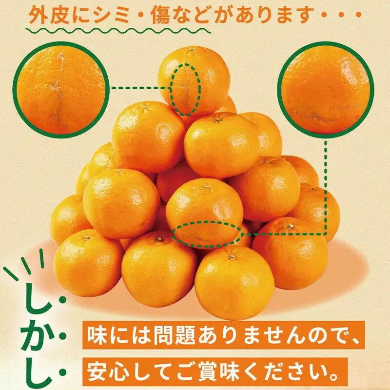 【室戸産ポンカン】冬の柑橘ポンカン 2.5kg