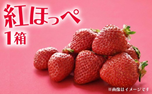 【先行予約】 数量限定 いちご 350g 1箱 紅ほっぺ 完熟 贈答 贈答用 イチゴ 苺 べにほっぺ 果物 スイーツ デザート フルーツ くだもの ベリー 甘い オススメ 人気 ichigo strawberry itigo 滋賀県 竜王町 ひさだ苺農園