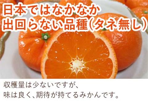 『予約受付』【令和7年2月中旬発送】マーコット(ハウス栽培) 唐津産 3kg みかん ミカン 果物 フルーツ