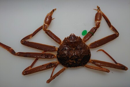 間人漁港仲買人の丸友鮮魚三代目・自慢の間人ガニ【活】生・訳アリ・間人ガニ（ズワイガニ　松葉ガニ）[400～600g×4匹]