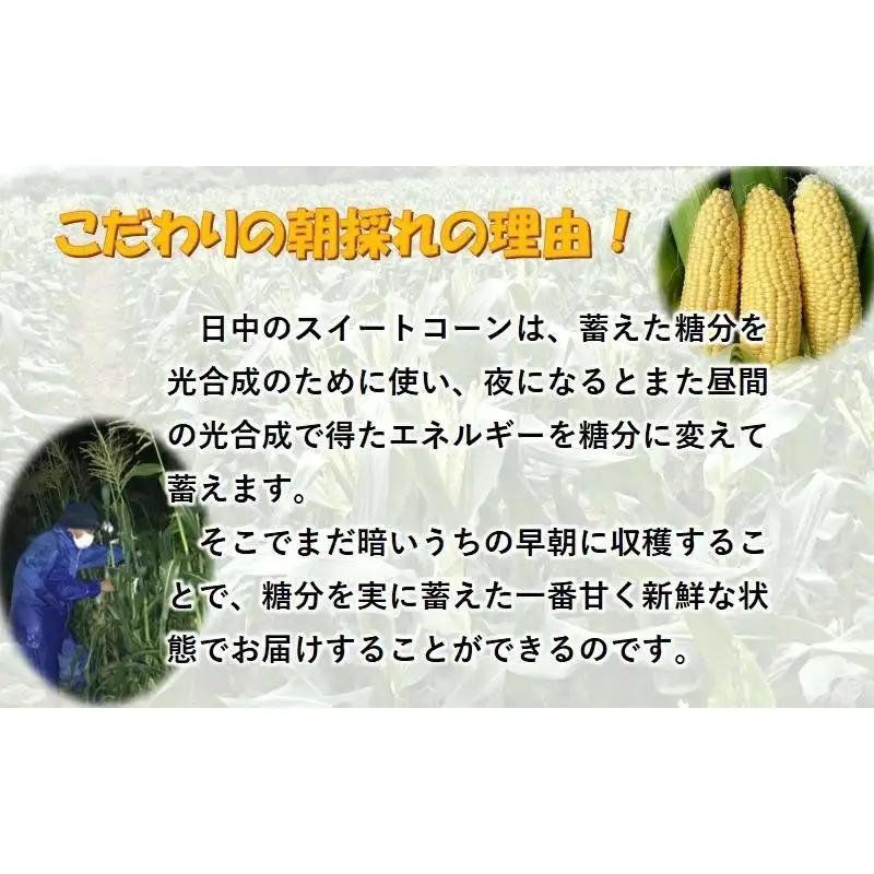 【先行予約】初夏の味覚！鮮度が命 村田さん家の朝どれスイートコーン『ドルチェドリーム』生産者直送2027年発送＜63-2a＞