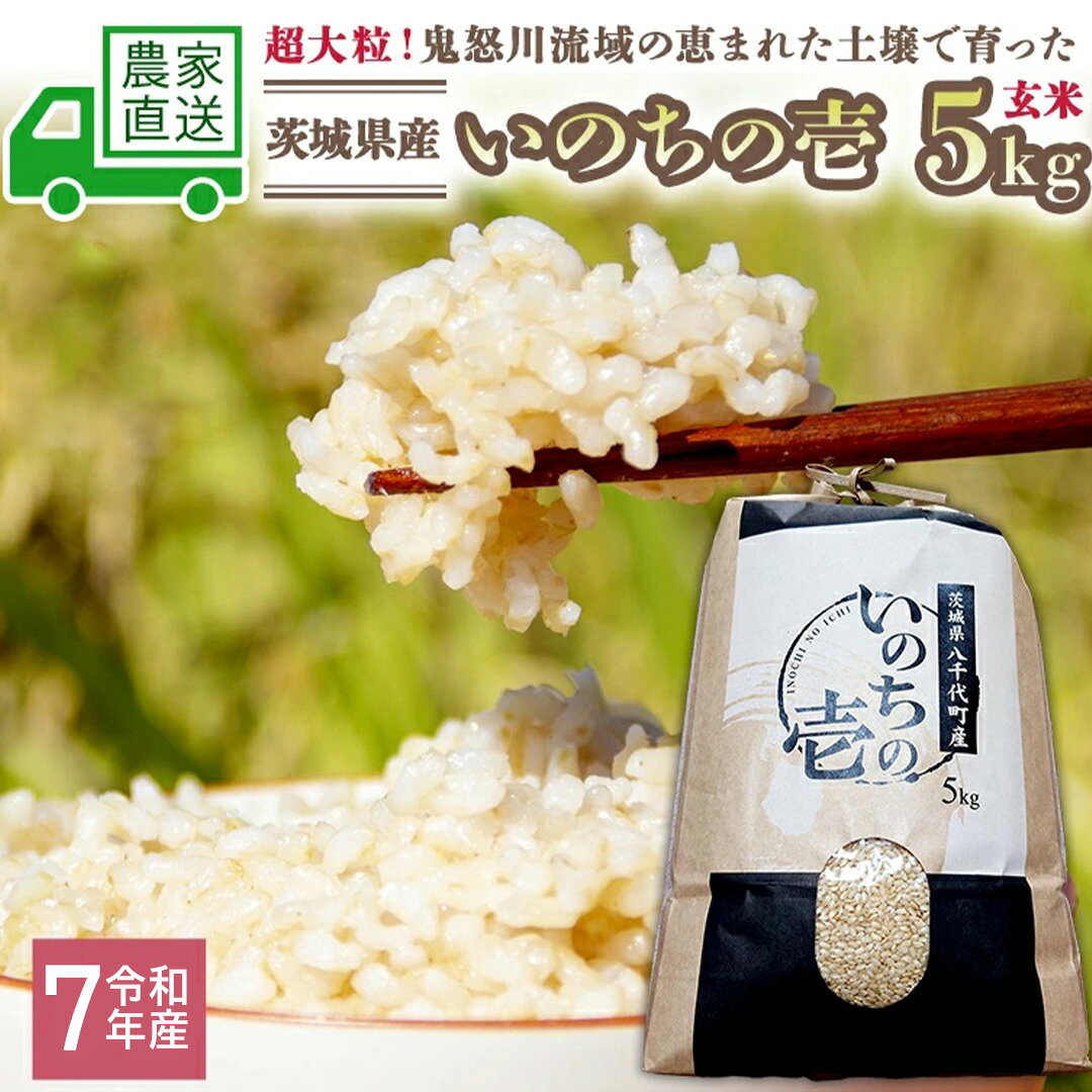 【ふるさと納税】令和7年産 お米 茨城県産 いのちの壱 5kg 玄米 米 こめ コメ 茨城県 国産 いばらき 単一米 単一原料米 大粒 農家直送 [BG013ya]