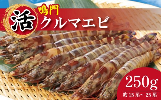 【指定日必須】 活き車海老 250g 約15尾～25尾 サイズ小～中 クルマエビ 車エビ えび 活きエビ 活きたまま 養殖 塩焼き 天ぷら フライ 冷蔵 徳島 鳴門 【8月～9月末 発送】