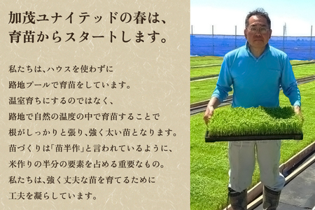 【定期便12ヶ月毎月お届け】新潟県産 新之助 玄米5kg 《5kg×1袋》 新潟 ブランド米 加茂市 加茂ユナイテッド