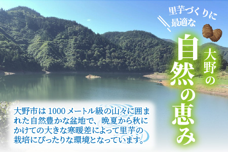 【先行予約】日本の美味い里芋！秋の味覚 上庄里芋 3kg【11月より順次発送】 [A-001005]