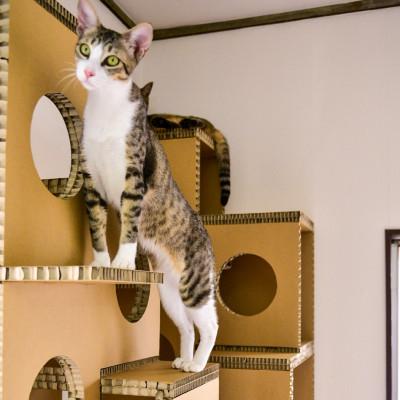 ふるさと納税 恵那市 にゃんぐるタワー　[紙製ハニカムパネル使用　キャットタワー] |  | 03