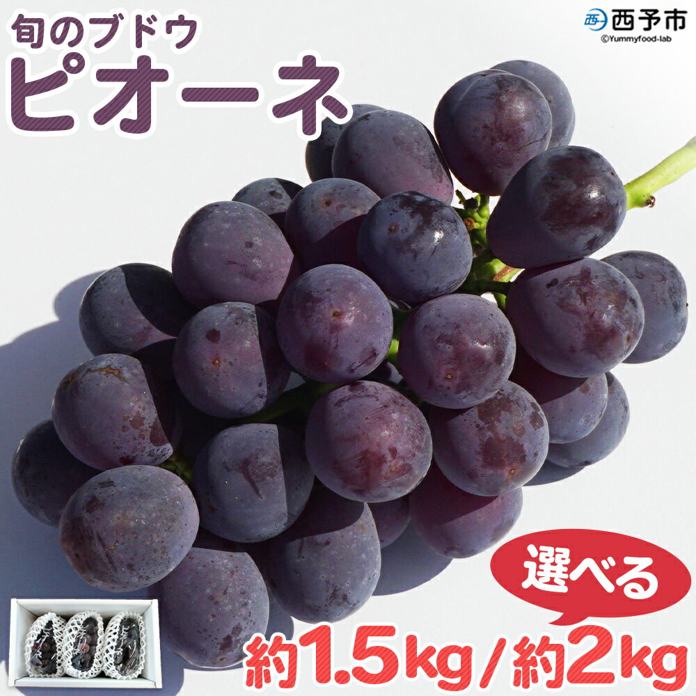 【ふるさと納税】予約受付＜旬のブドウ「ピオーネ」約1.5kg／約2kg＞ 選べる 果物 フルーツ ぶどう ブドウ 葡萄 甘い おいしい 期間限定 季節限定 食べて応援 特産品 愛媛県 西予市【冷蔵】『2025年8月中旬～9月上旬迄に順次出荷予定』