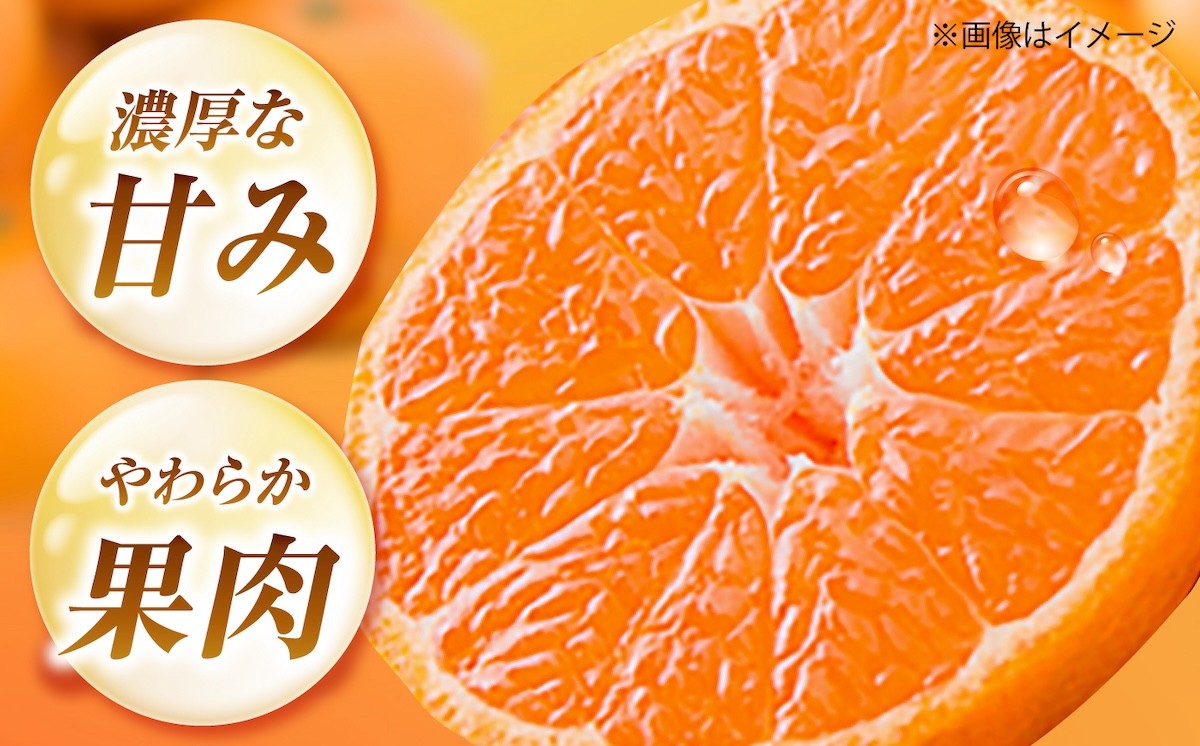 冷やしてさらにおいしく！暑い季節に楽しめるハウスみかん！