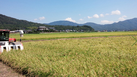  【生産者支援】 《令和5年産》茨城県 桜川市産 こしひかり15kg（5kg×3袋） 茨城県産 桜川 米 お米 白米 コメ ごはん 精米 コシヒカリ 国産 限定 [SC011sa]