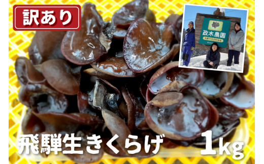 【訳あり】生きくらげ 1kg 政木農園 キクラゲ 飛騨 簡易包装 訳アリ わけあり ワケアリ 家庭用 飛騨市