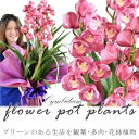 【ふるさと納税】　グリーンのある生活を観葉・多肉・花鉢植物（12か月）【グリーン ご自宅インテリア　会社の受付　毎月届く　心が元気　豊かな毎日　お手入れ説明書付き　アジサイ 大阪府 門真市 】