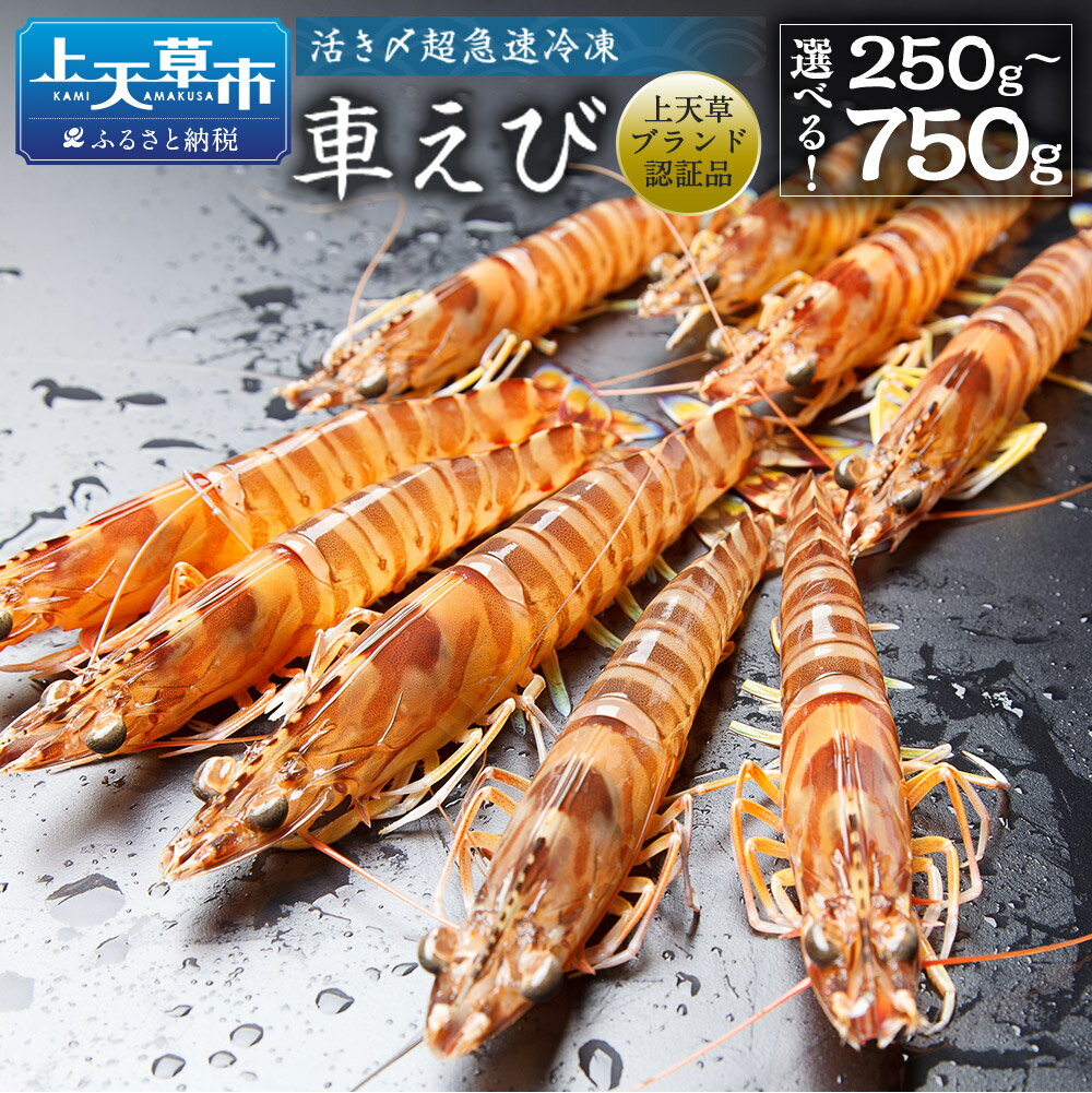【ふるさと納税】活き〆超急速冷凍 車えび 250g～750g 約8～33尾 選べる内容量 くるまえび 海老 車海老 魚介 えび 海鮮 国産 九州産 熊本県産 冷凍 ギフト 化粧箱入り 車海老 送料無料【2025年10月下旬より順次発送予定】 楽天スーパーSALE 9月開催