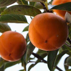 ひらたね柿 たねなし柿 種無し柿 平たね柿 柿 奈良県産5kg カキ 甘い