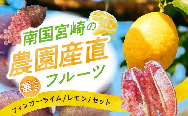 
                  《2026年9月～2027年2月発送先行予約》【数量・期間限定】【フィンガーライム・レモン・セットが選べる】南国宮崎の農園産直フルーツ_M342-008-SKU
                