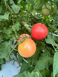 夏秋トマト1キロ ぴの山ファーム  7-013 トマト ミニトマト 東部 トマト ミニトマト 東部 トマト ミニトマト 東部