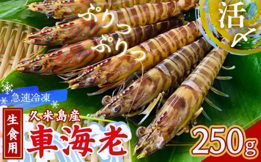 【久米島漁協】活〆冷凍車海老　生食用250g 海の幸 海鮮 車えび クルマエビ 車海老 高級食材 生食 刺身 鮮度抜群 プリプリ 甘み 旨味 塩焼き 天ぷら 素揚げ フライ パスタ ピザ BBQ シーフード