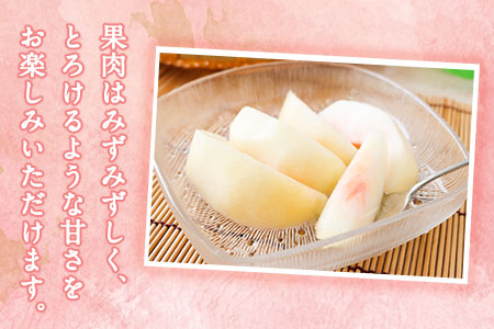 六月のはなよめ 約1.8～2kg 熊本県荒尾市産 桃 高口果樹園 【日付指定不可】《6月上旬-6月下旬頃出荷》六月の花嫁