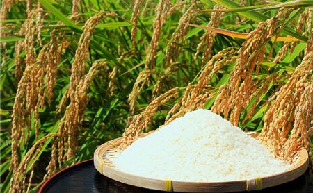 【定期便 3ヶ月】東吾妻町産 特別栽培ブランド米 さくや姫 5kg お米 良質 水 国際大会 受賞 希少 金賞 美味しい  精米 白米 ご飯 おにぎり お弁当 和食 産地直送 国産 