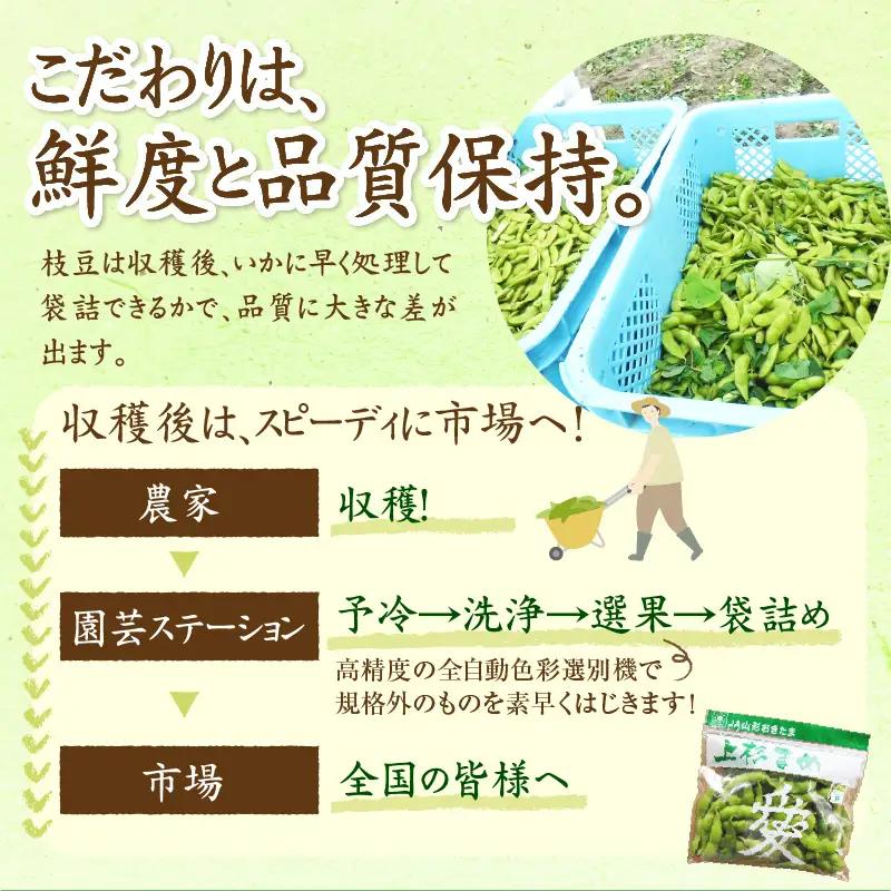 先行予約 令和8年産 枝豆 上杉まめ 秘伝 250g × 8袋 枝豆