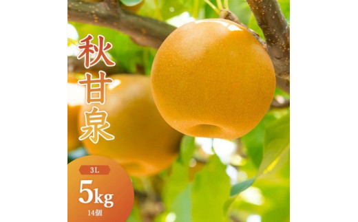 
                  秋甘泉(秀) 5kg（3Lサイズ）
                