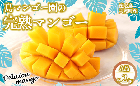 【2025年発送】徳之島 天城町【贈答用】島マンゴー園の完熟マンゴー Ａ品 2kg マンゴー フルーツ BA-2