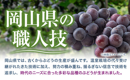 ハウス栽培 ニューピオーネ 2房【配送不可地域あり】ピオーネ