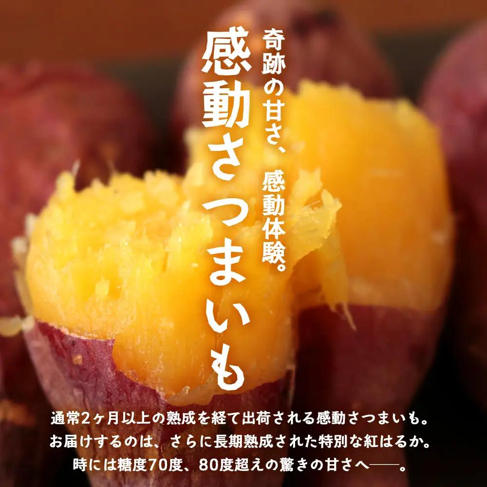 【先行予約：11月下旬配送～】熟成 さつまいも 紅はるか 5kg Sサイズ (おすそ分け袋／美味しい焼き芋の焼き方 説明書付き） FR-212 ｜ 秋の味覚 2026年秋収穫 貯蔵 長期熟成 糖化 さ