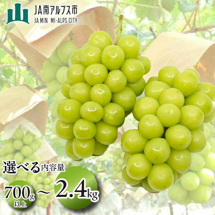 先行予約 シャインマスカット 約1.2kg 2024年産 皮ごと食べられる 種なしぶどう 5-1＜出荷時期：2024年9月上旬～10月中旬ごろ＞【先行予約 フルーツ ぶどう マスカット 山梨県 南アルプス市 】