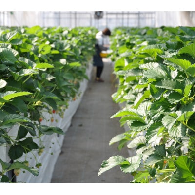 【春いちご】栃木のいちご食べ比べ!「2品種組み合わせ!」セット(260g×2パック)【配送不可地域：離島・沖縄県】