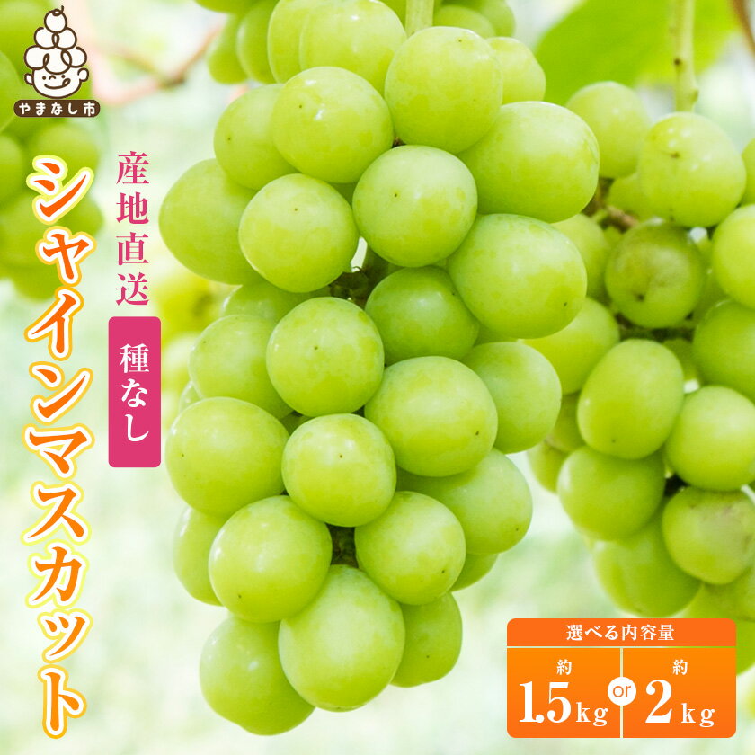 【ふるさと納税】【2025年先行予約】シャインマスカット 約 1.5kg / 2kg (2～3房 / 3～4房) 銀河農園まきおかのシャインマスカット (種なし)_ ふるさと納税 ふるさと マスカット ぶどう ブドウ 葡萄 フルーツ 果物 くだもの 送料無料【配送不可地域：離島】【G1111663】