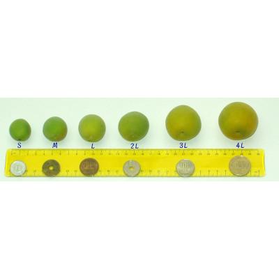 ふるさと納税 かつらぎ町 【梅干・梅酒用等】紀州和歌山の熟南高梅(約3kg+3%)【6月下旬〜7月上旬順次発送】 |  | 02