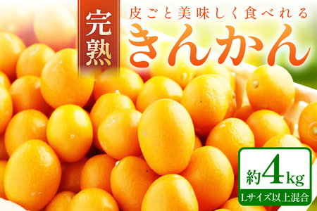 【0375-4】完熟きんかん/金柑 4kg 秀品 Lサイズ以上≪先行予約2026年2月頃より順次発送分≫