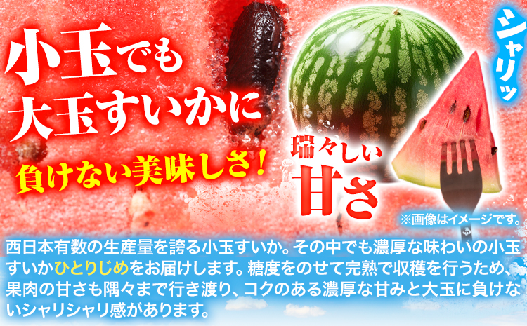 紀州和歌山産小玉スイカ「ひとりじめ」1玉魚鶴商店《6月中旬-7月上旬頃出荷》スイカスイーツフルーツ果物野菜スイカすいか夏旬---wsh_utr18_g67_23_10000_1800g---