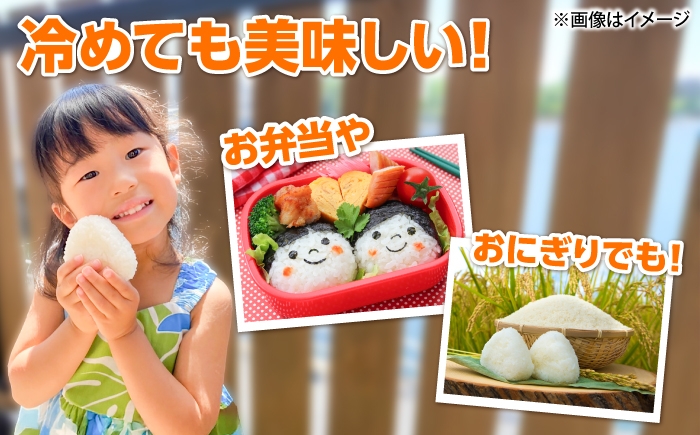 セット 米 コシヒカリ 牛肉 サイコロステーキ