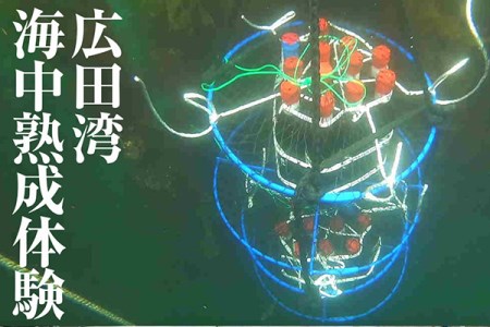 広田湾【海中熟成酒】体験１名様RT893