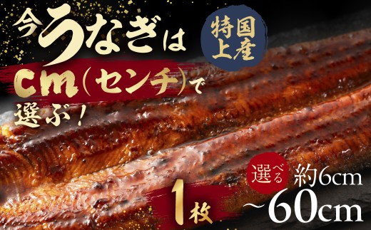 【うなぎ蒲焼　6cm（1枚）】今、うなぎはセンチで選ぶ！ 長さ選べる 国産 うなぎ蒲焼 カット鰻 うなぎ ウナギ unagi カット済 うな重 冷凍 うな丼 ストック 蒲焼 タレ付 選べる 簡単 簡単調理 訳あり 規格外 人気 三河  愛知県 豊橋市