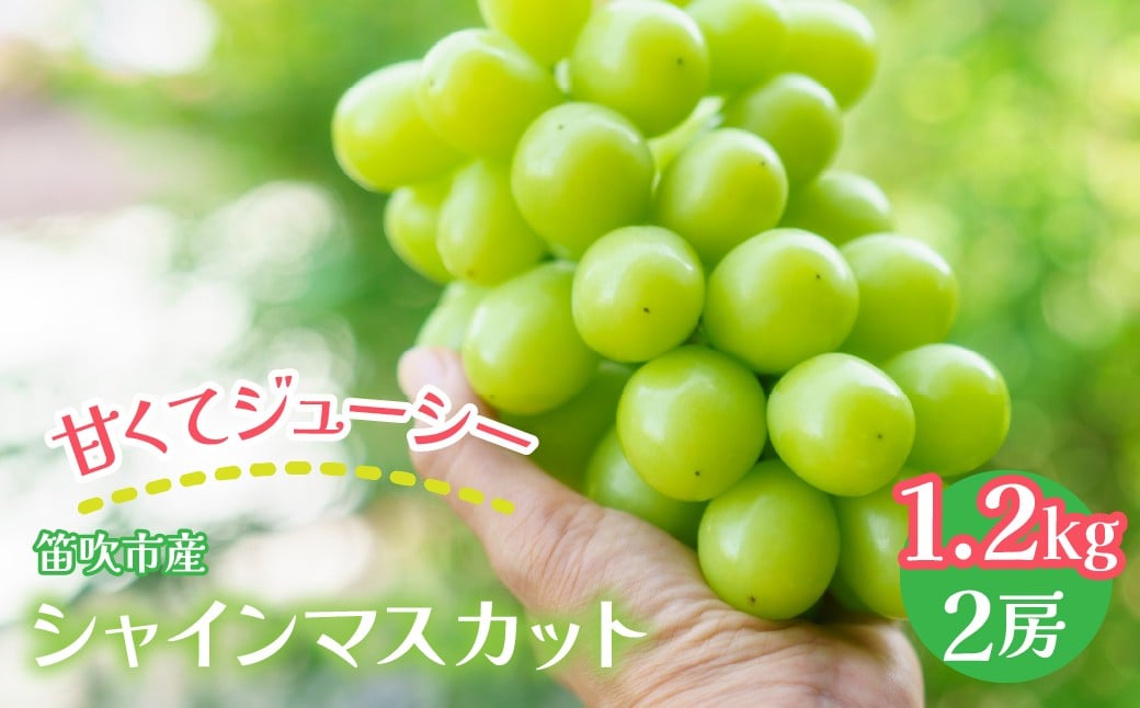 
            【2026年発送★先行予約】笛吹市産 シャインマスカット 1.2kg以上　（2房）　佐野農園 241-001｜ふるさと納税 ぶどう シャインマスカット  笛吹市 国産 人気 期間限定 果物 フルーツ 旬 山梨県 送料無料
          