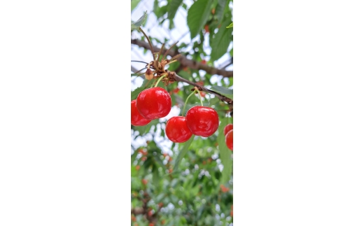 08-45-001　温室さくらんぼ（特秀　佐藤錦）桐箱300g