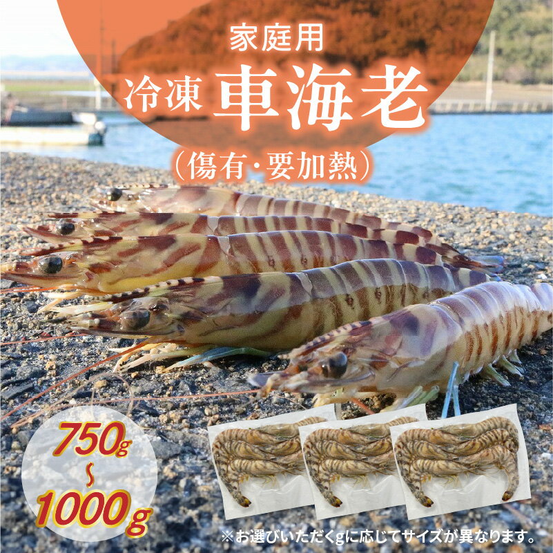 【ふるさと納税】家庭用 冷凍 車海老 選べる 内容量 750g~1000g 傷有 要加熱 真空 小分け 1パック 250g Mサイズ Lサイズ 初心者 扱いやすい 流水解凍 おすすめ 塩焼き 天丼 エビフライ 食品 魚介類 海産物 海の幸 グルメ 九州 熊本県 天草市 お取り寄せ 送料無料