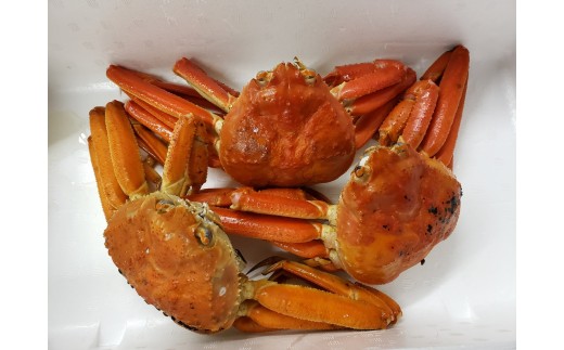239MZ.■河本魚店■松葉ガニ〔ボイル〕◆B級品◆